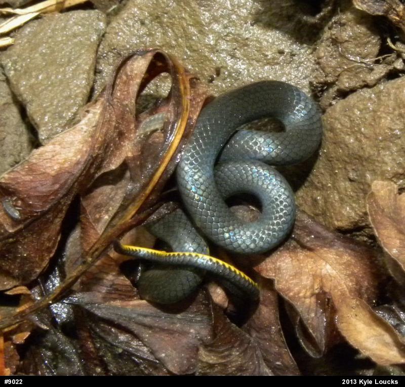 Northern Ring-necked Snake