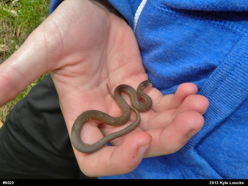Red-bellied Snake