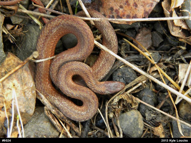 Red-bellied Snake