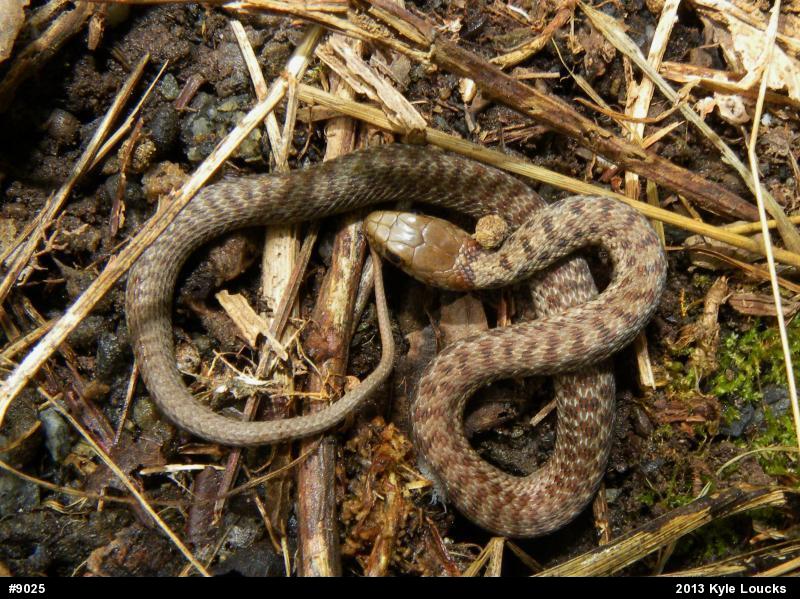 Eastern Gartersnake