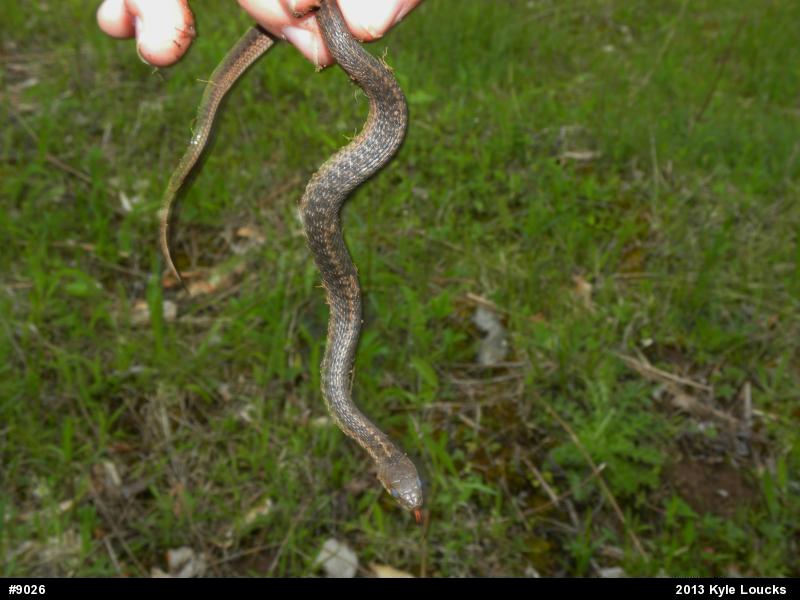 Eastern Gartersnake