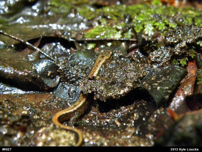 Allegheny Mountain Dusky Salamander