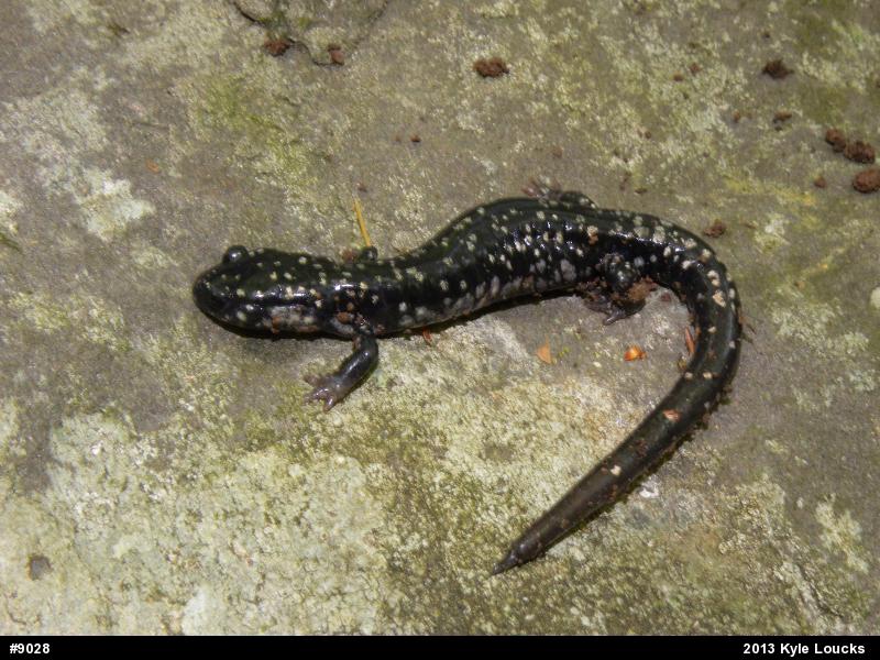 Northern Slimy Salamander