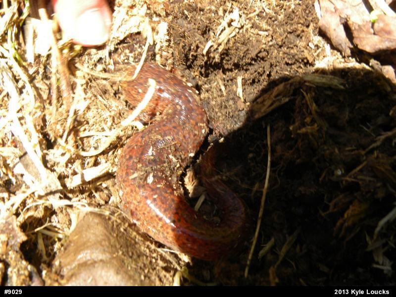 Northern Red Salamander