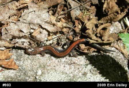 Eastern Red-backed  Salamander