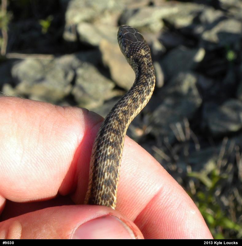 Eastern Gartersnake