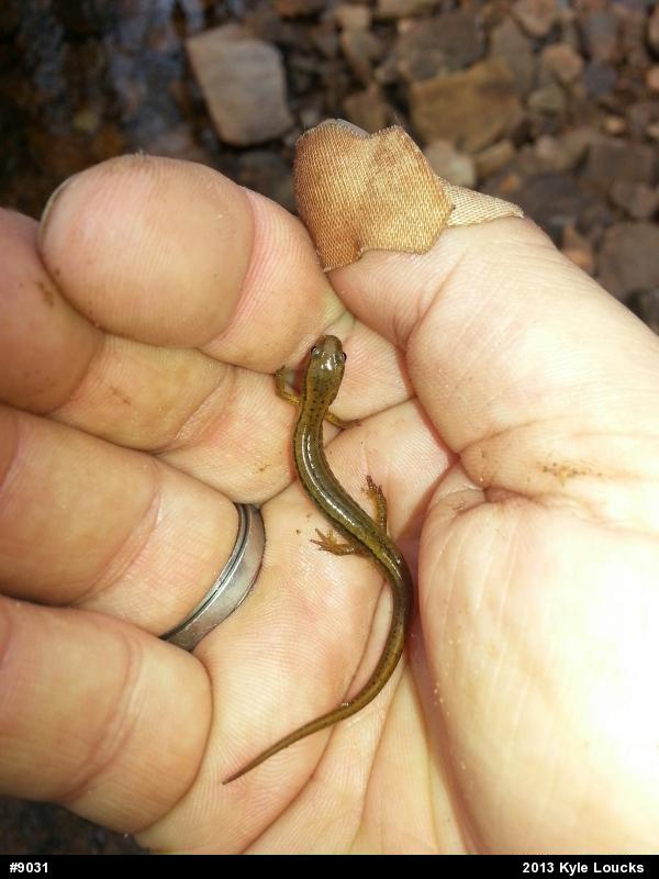 Northern Two-lined Salamander