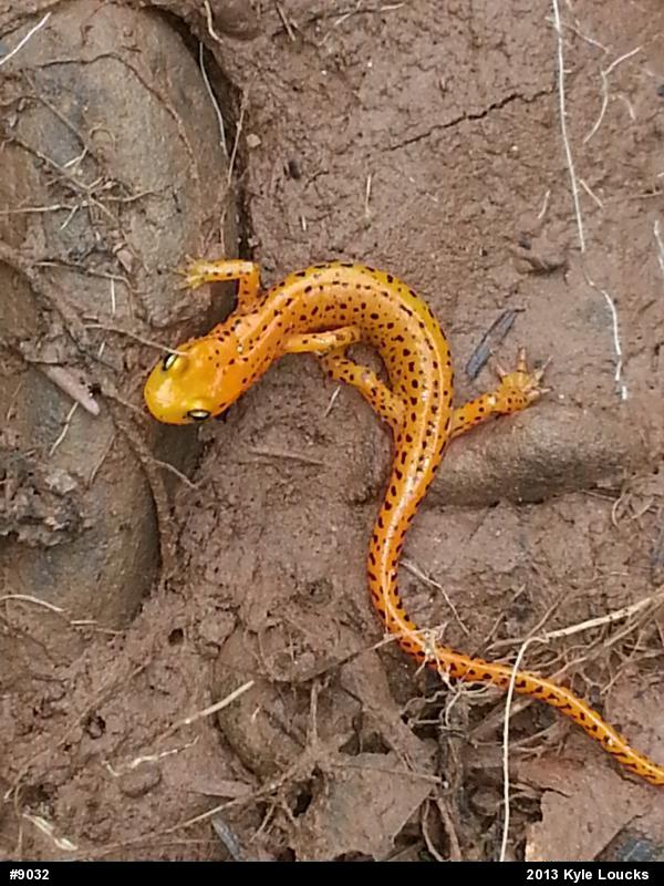 Eastern Long-tailed Salamander