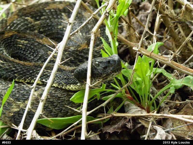 Timber Rattlesnake