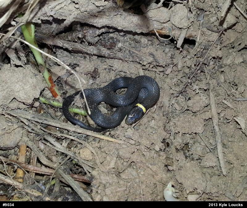 Northern Ring-necked Snake