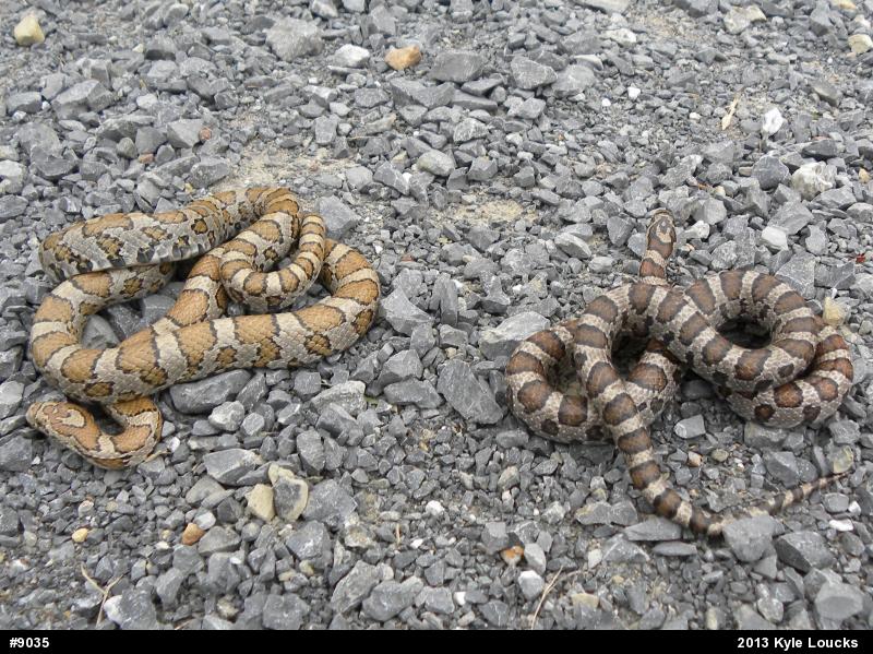 Eastern Milksnake