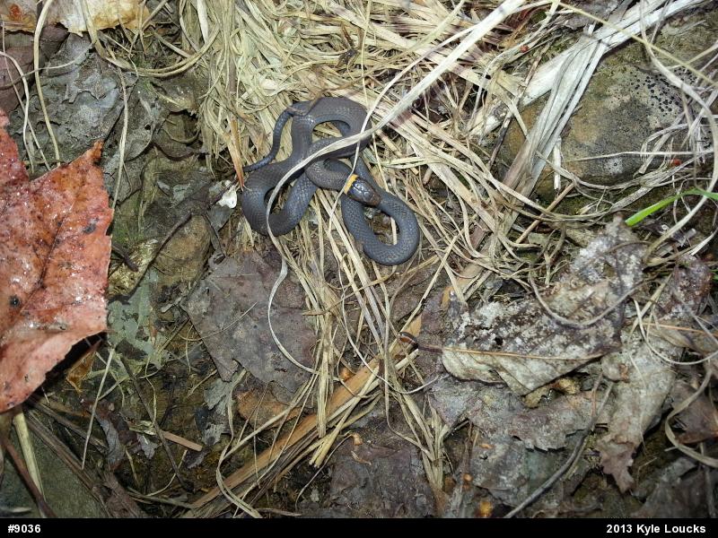 Northern Ring-necked Snake