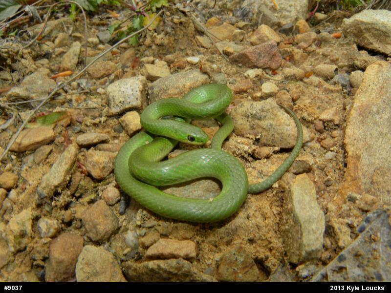 Smooth Greensnake
