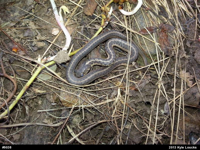 Eastern Gartersnake