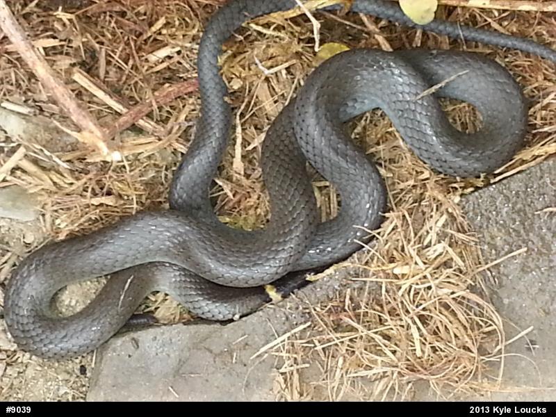Northern Ring-necked Snake