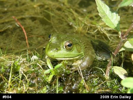 American Bullfrog
