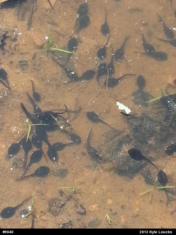 True Toads