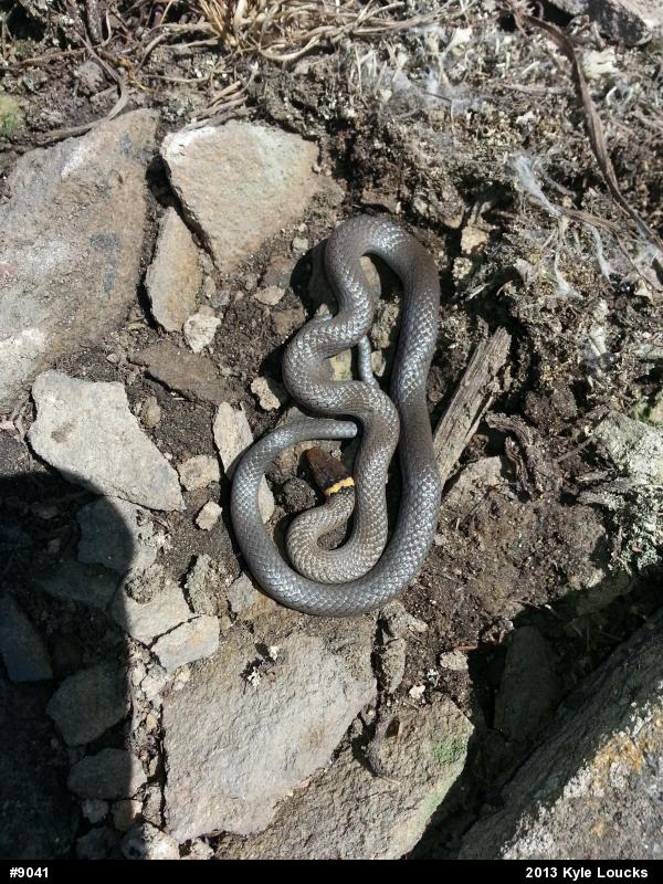 Northern Ring-necked Snake