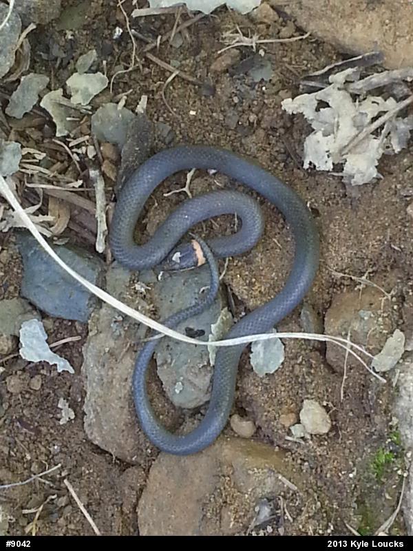 Northern Ring-necked Snake