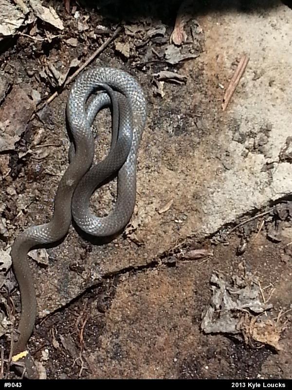 Northern Ring-necked Snake