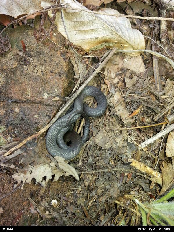 Northern Ring-necked Snake