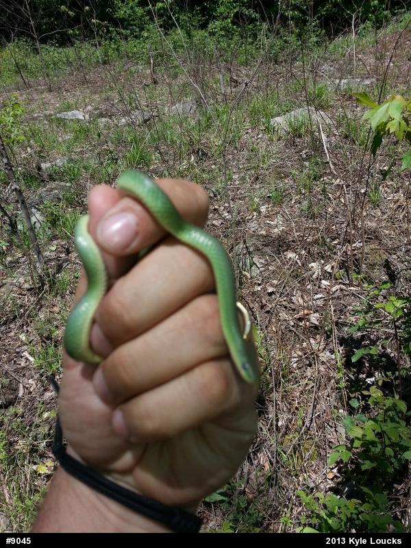 Smooth Greensnake