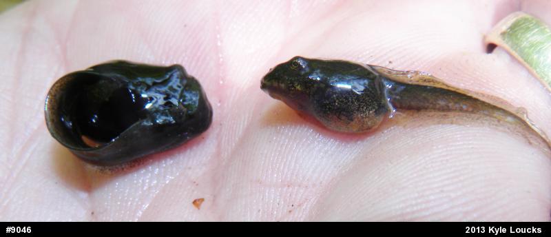 Wood Frog