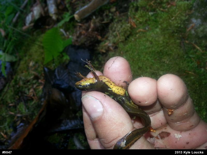Red-spotted Newt