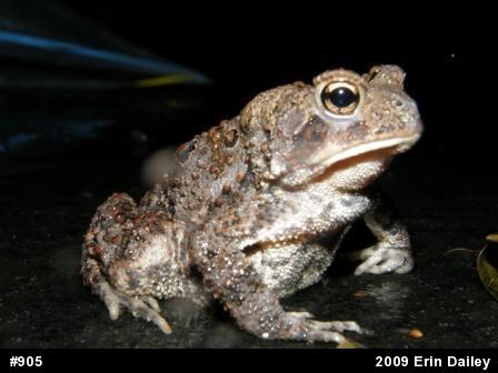 Eastern American Toad