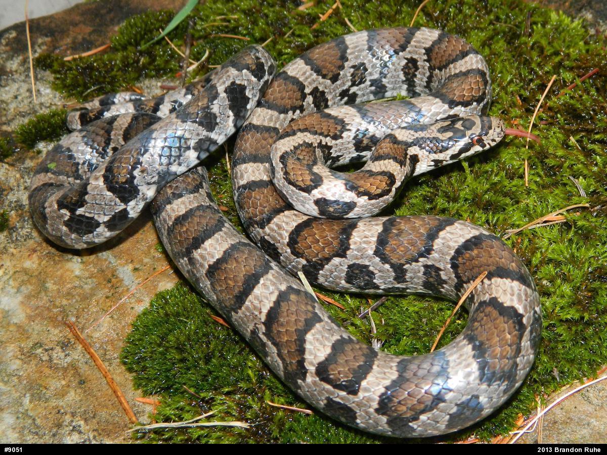 Eastern Milksnake