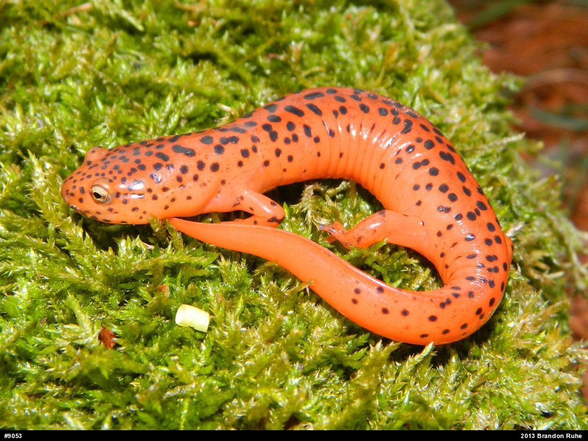 Northern Red Salamander