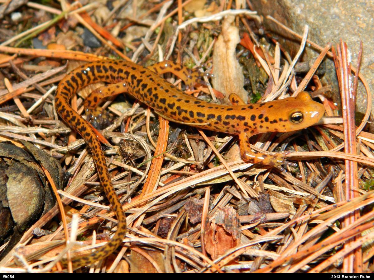 Eastern Long-tailed Salamander
