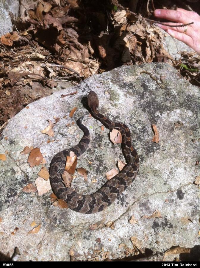 Timber Rattlesnake