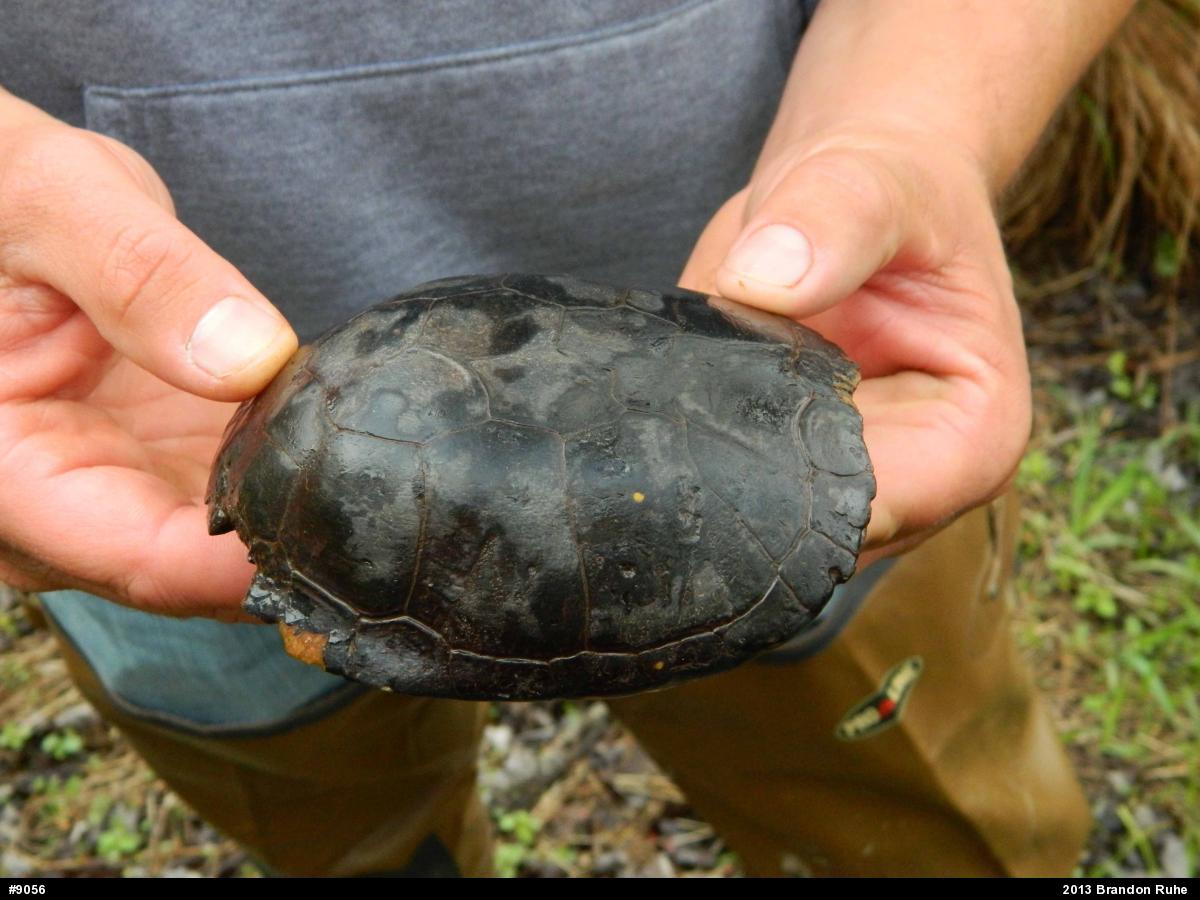 Spotted Turtle
