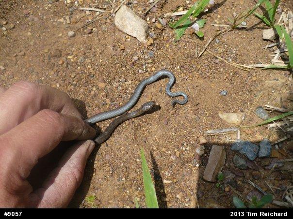 Northern Ring-necked Snake