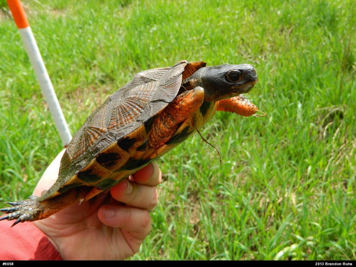 Wood Turtle