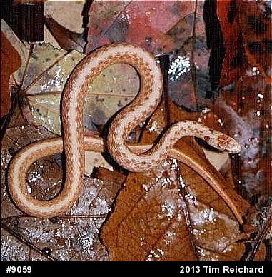 Dekay's Brownsnake