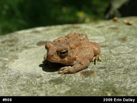 Eastern American Toad