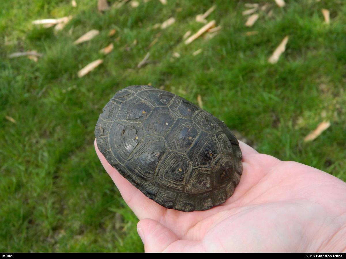 Spotted Turtle