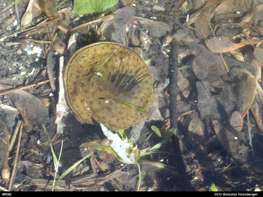 Eastern Spiny Softshell