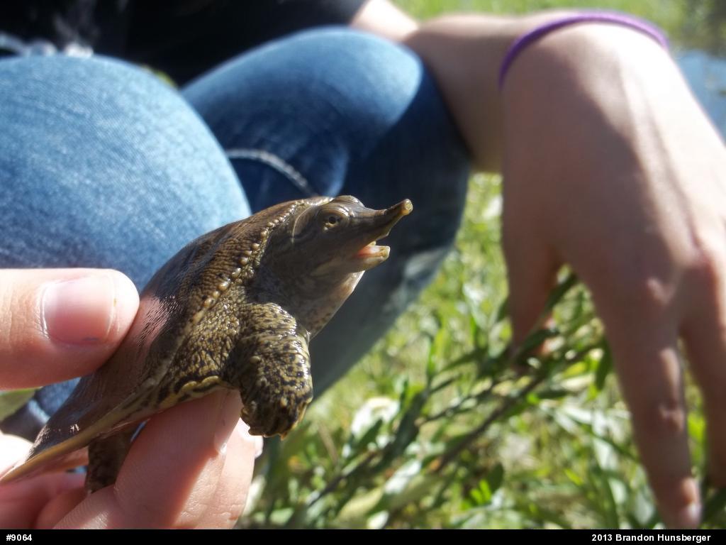 Eastern Spiny Softshell