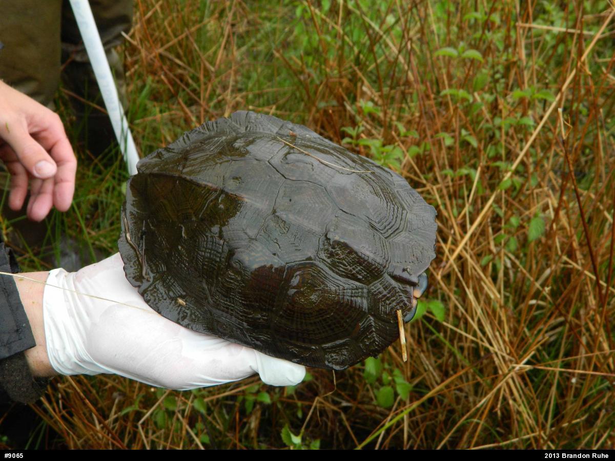 Wood Turtle