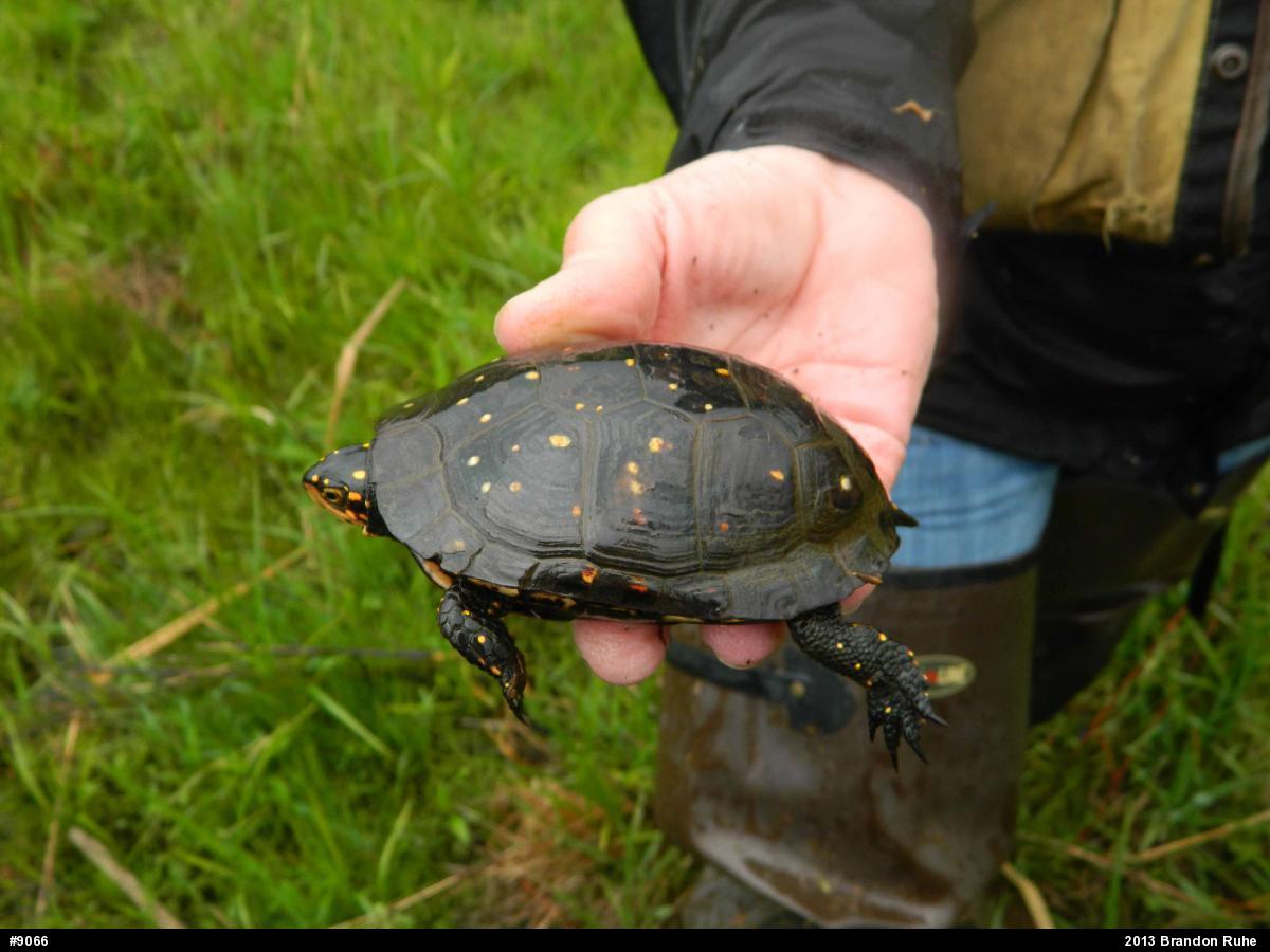 Spotted Turtle