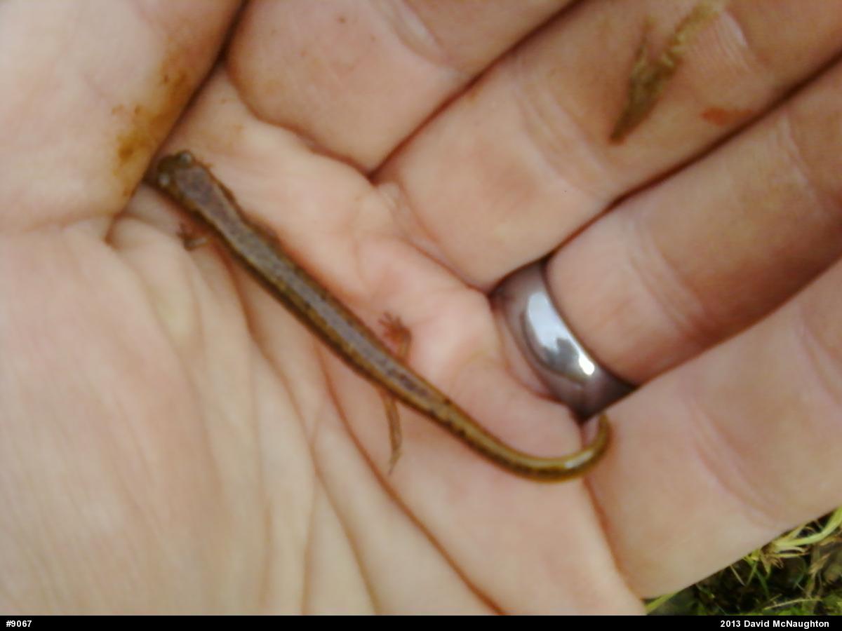 Northern Two-lined Salamander