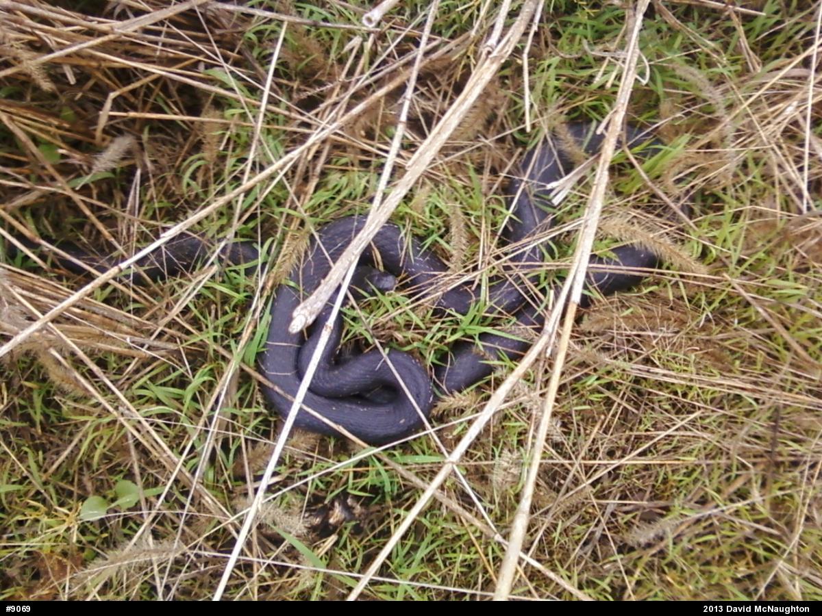 Eastern Ratsnake