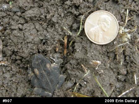 Fowler's Toad