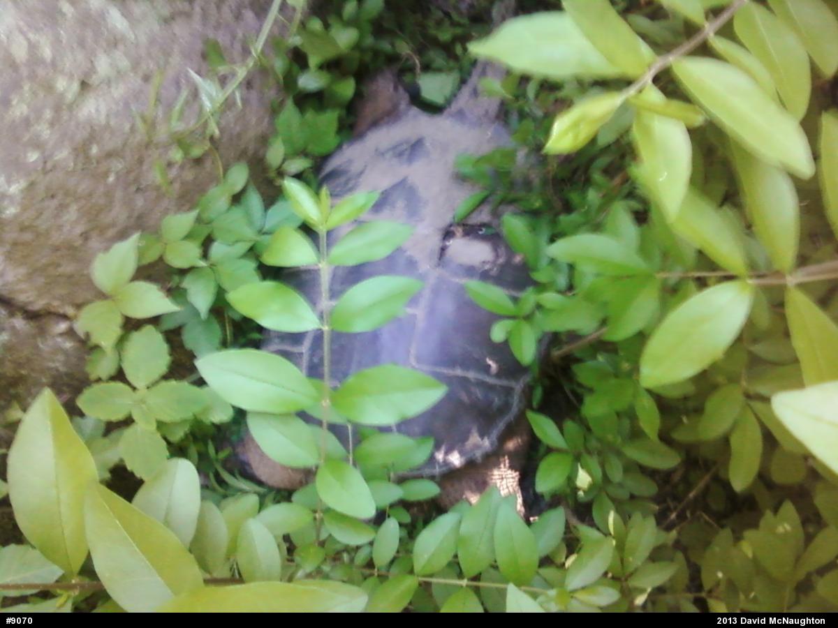 Snapping Turtle