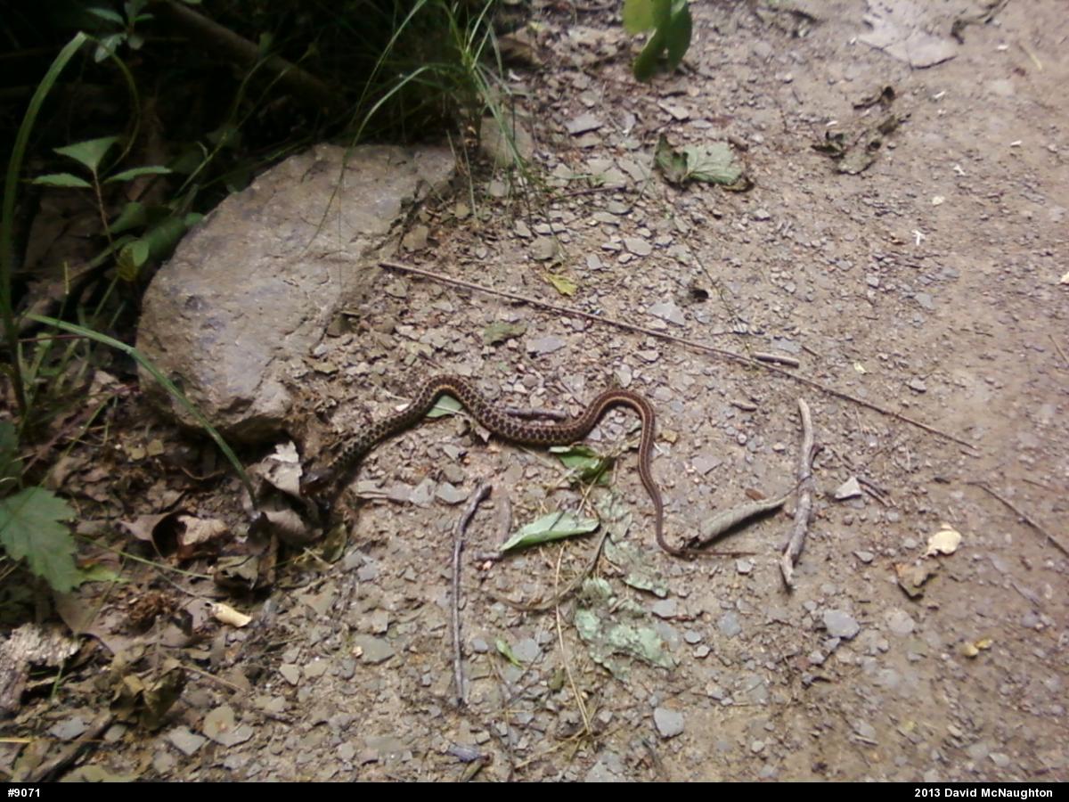 Eastern Gartersnake
