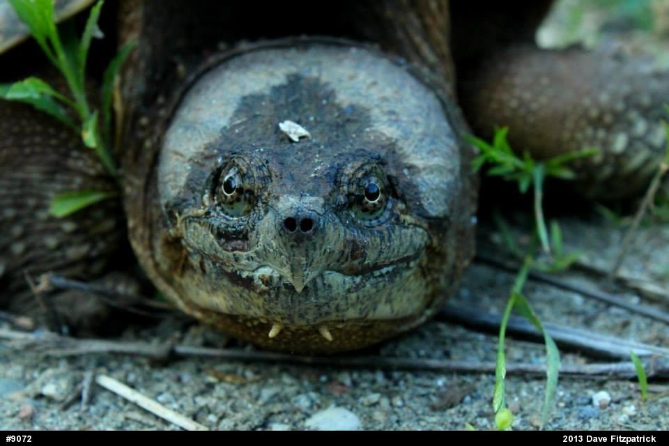 Snapping Turtle