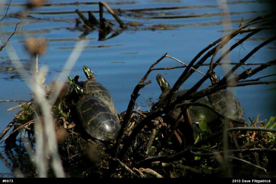 Painted Turtle